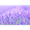 Lavender fields in Bulgaria