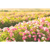 Bulgarian Rosa Damascena rose fields